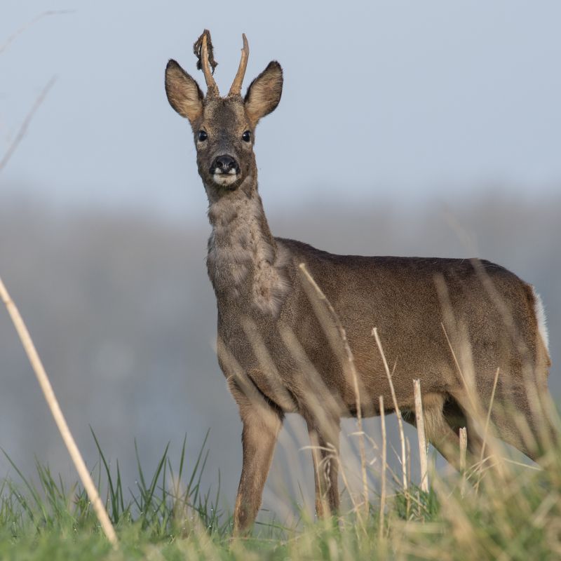 roe-deer-river-hull.jpg