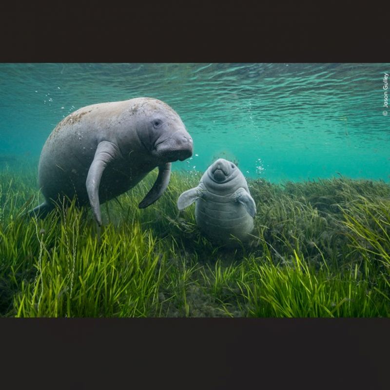 Wildlife Photographer Of The Year Arriving At Sewerby Hall And Gardens In May