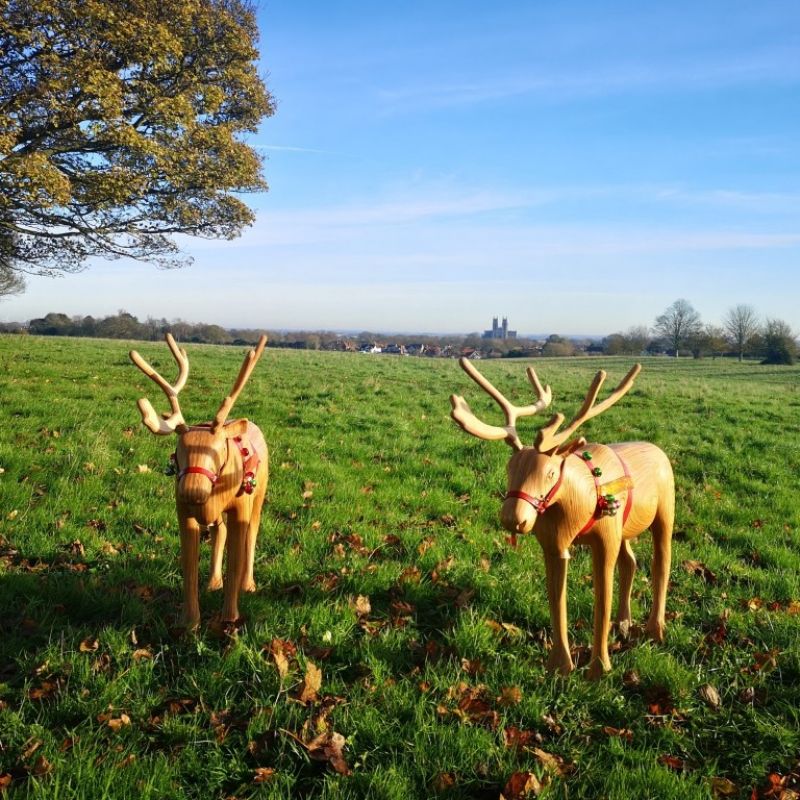 Reindeer Wander Through Beverley To Find Santa S Sleigh