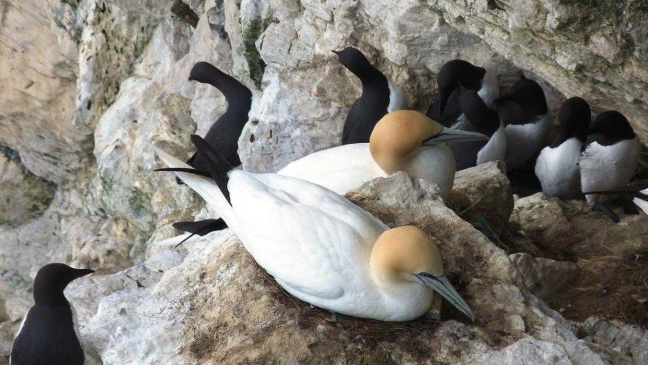 Nesting Gannets And Guillemots At Rspb Bempton Cliffs 1