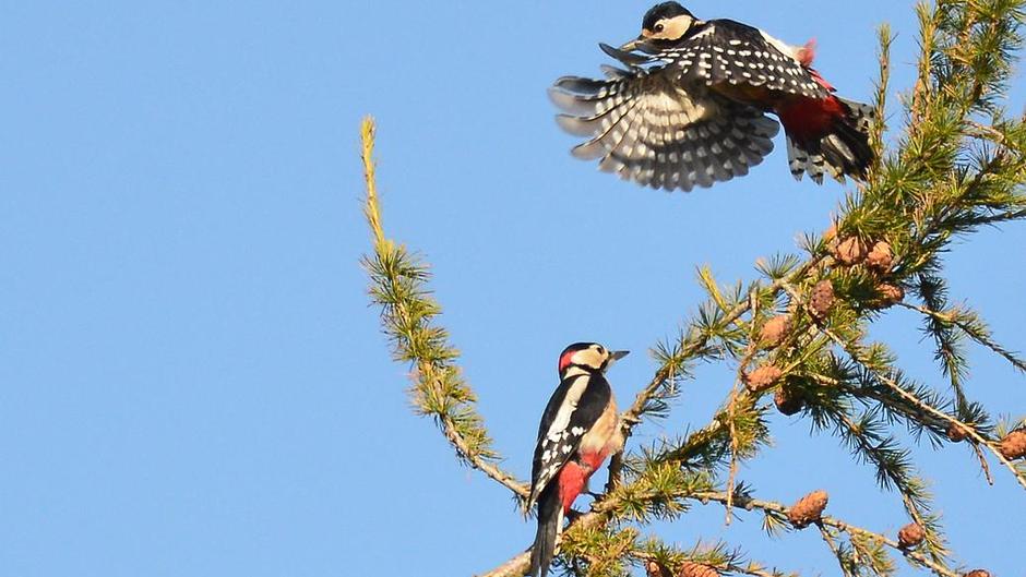 great spotted woodpeckers 28 09 11 jpg