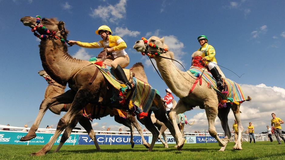 beverley racecourse camel racing jpg