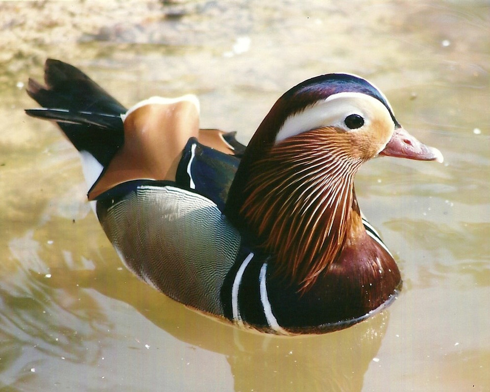 Mandarin Duck 01