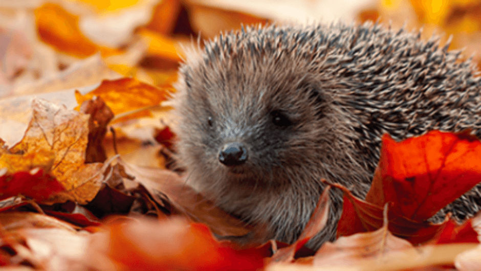 Think Hedgehog This Season