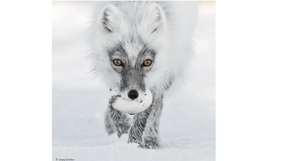 Arctic Treasure C Sergey Gorshkov Wildlife Photographer Of The Year 1