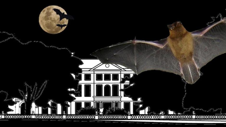 Bat Night