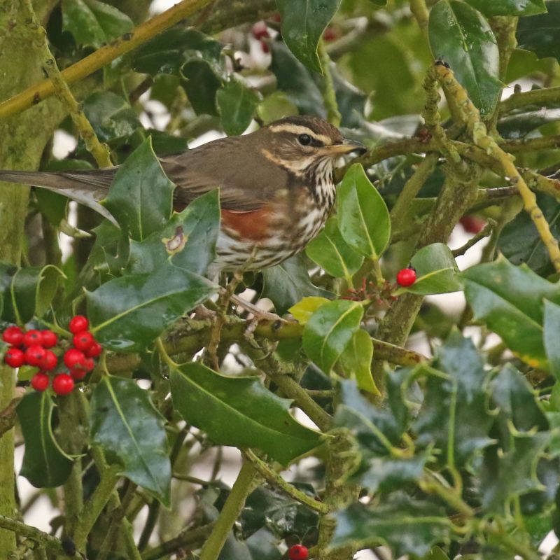 Autumn Migration Birdwatch At Flamborough Headland Nature Reserve