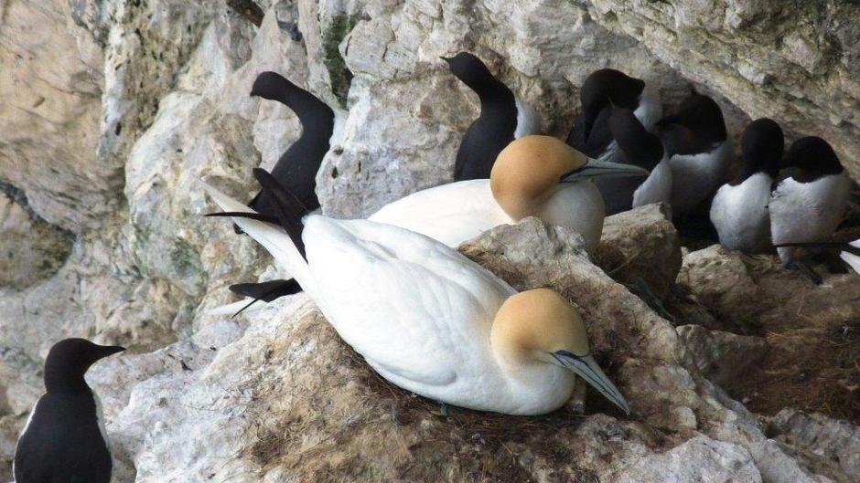 Nesting Gannets And Guillemots At Rspb Bempton Cliffs 2