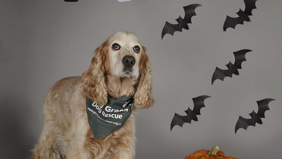 harvey keep your dog safe with jerry greens halloween tips