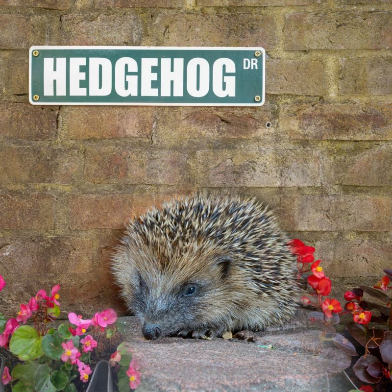 Bellway Homes In On Helping Hessle Hedgehogs