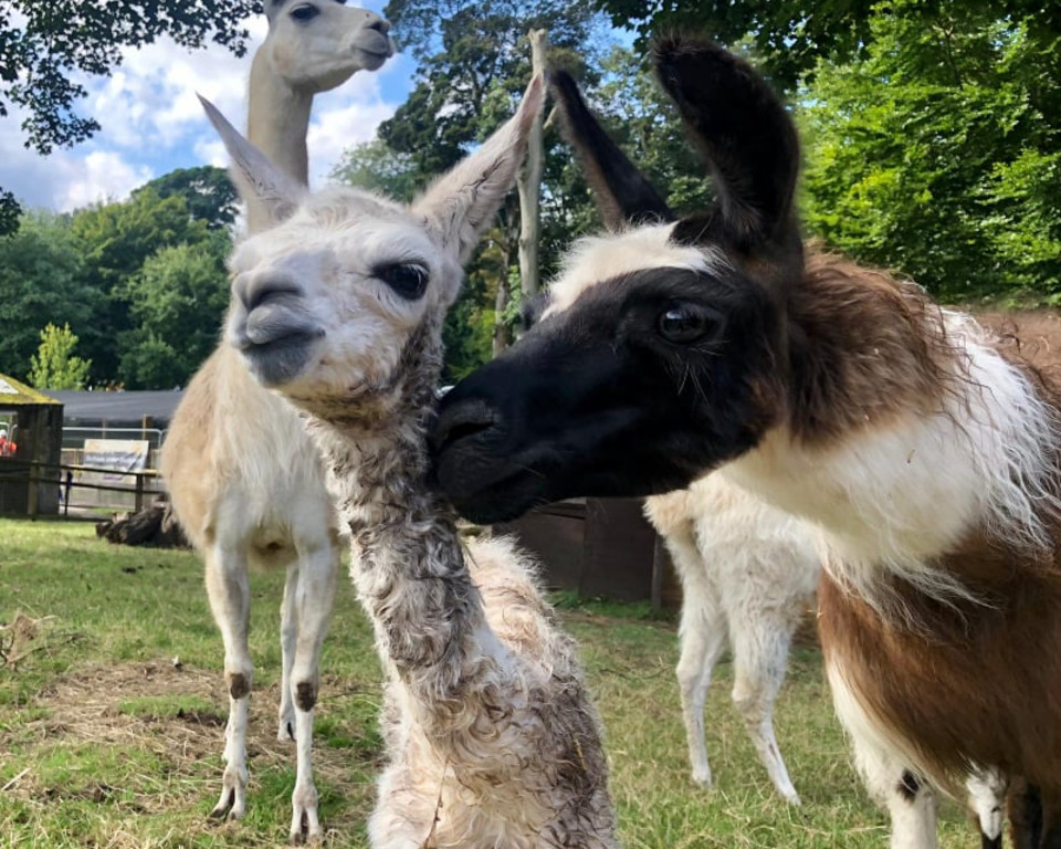 new baby llama born at sewerby zoo 1