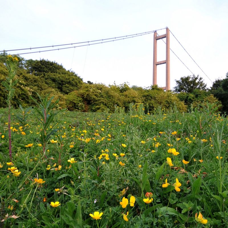 Wildflower Planting Sessions To Be Held In Humber Bridge Country Park